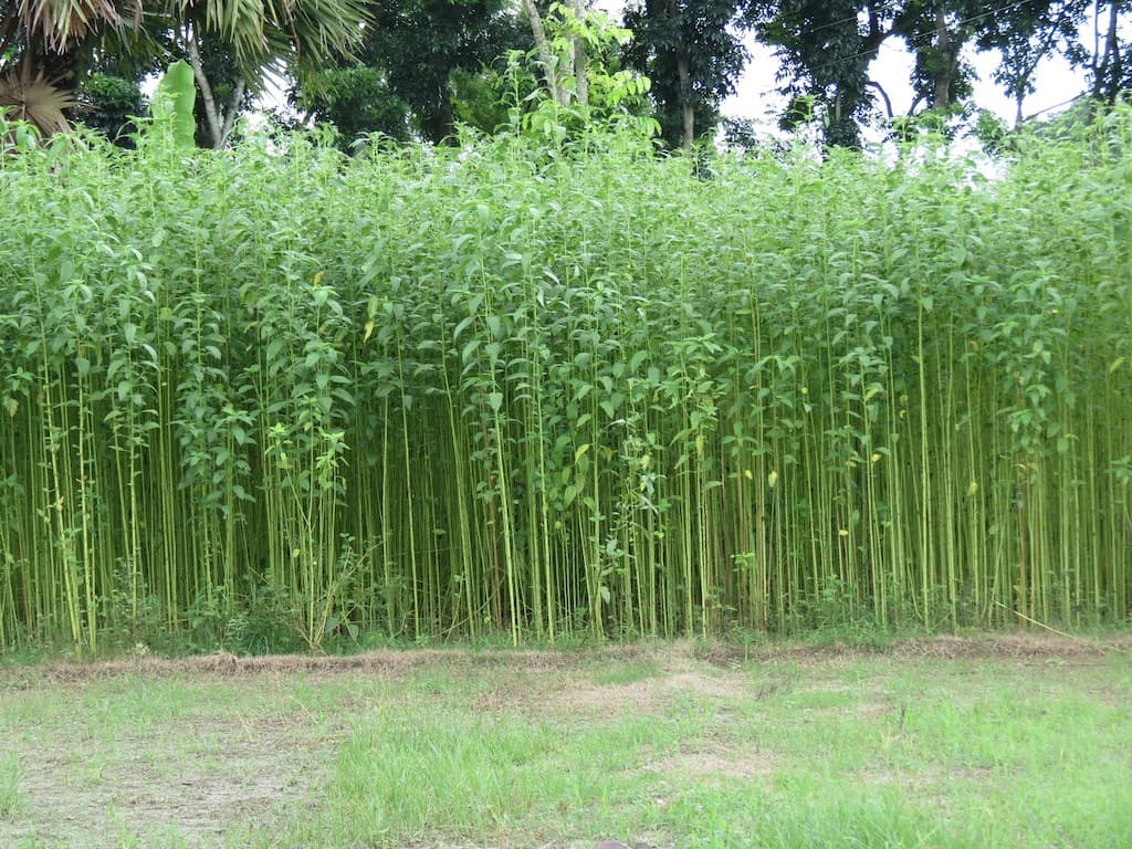 A dense field of tall green jute plants growing in Bangladesh