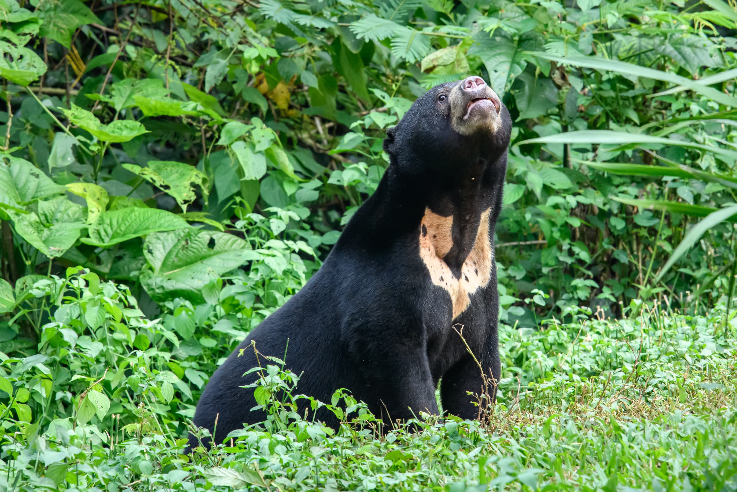 A sun bear climbing a tree with its long claws