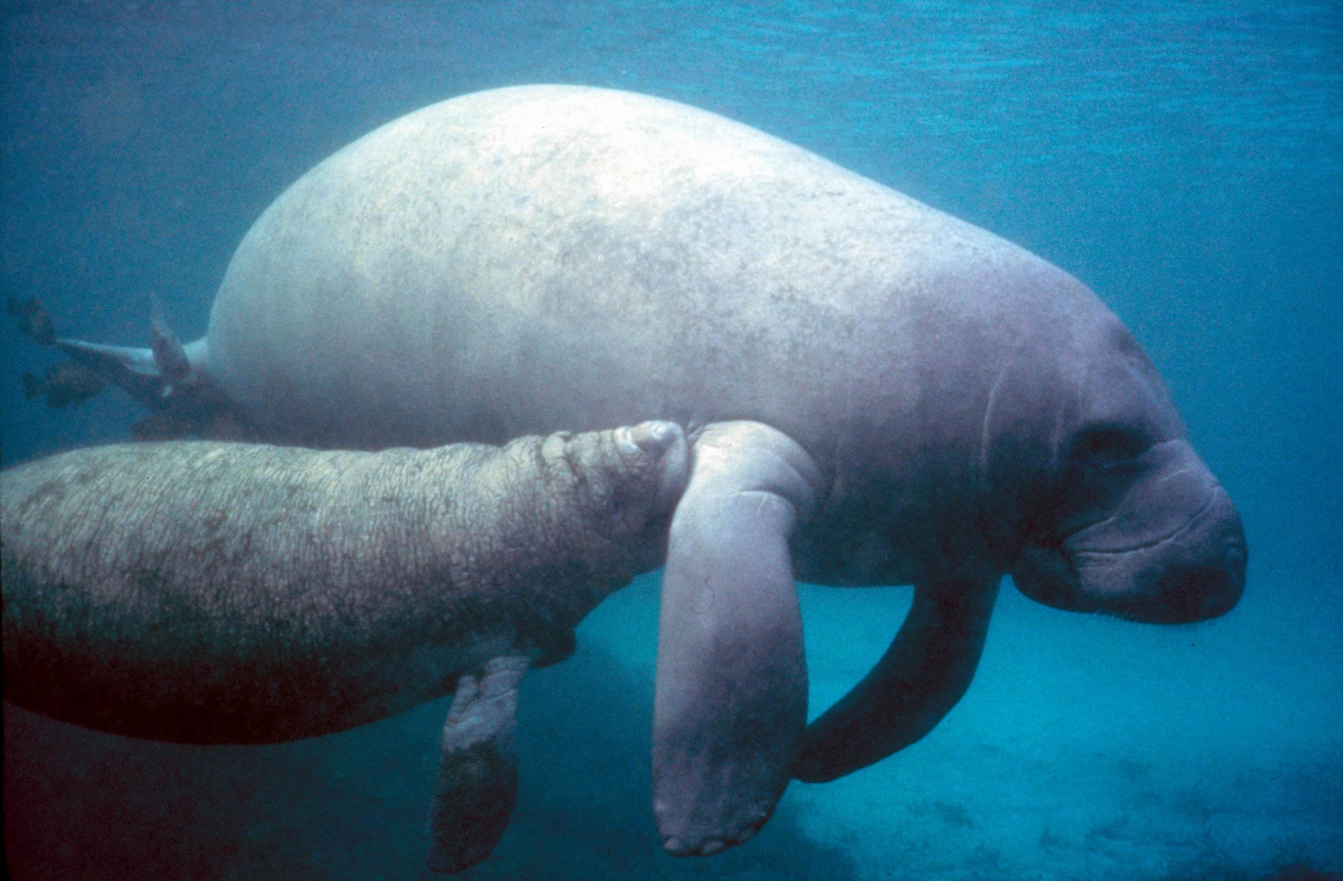 A large, round manatee floating peacefully in clear turquoise water