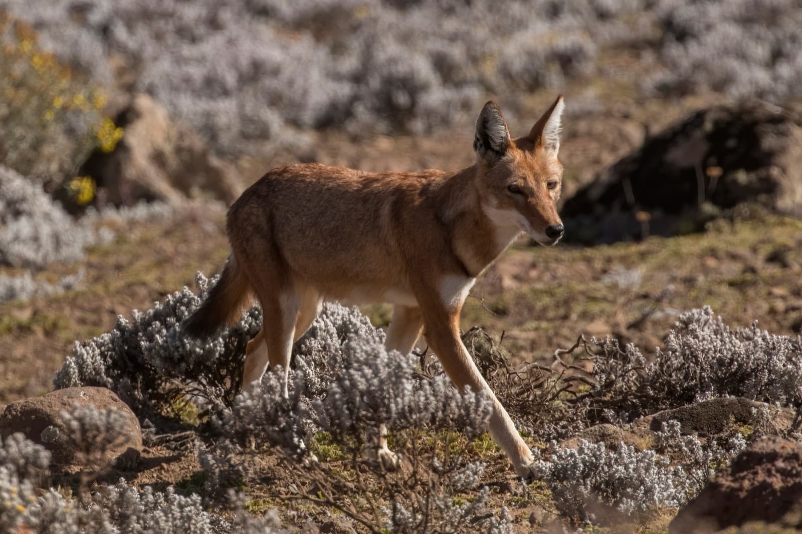 A rust-red Ethiopian wolf standing in highland moorland