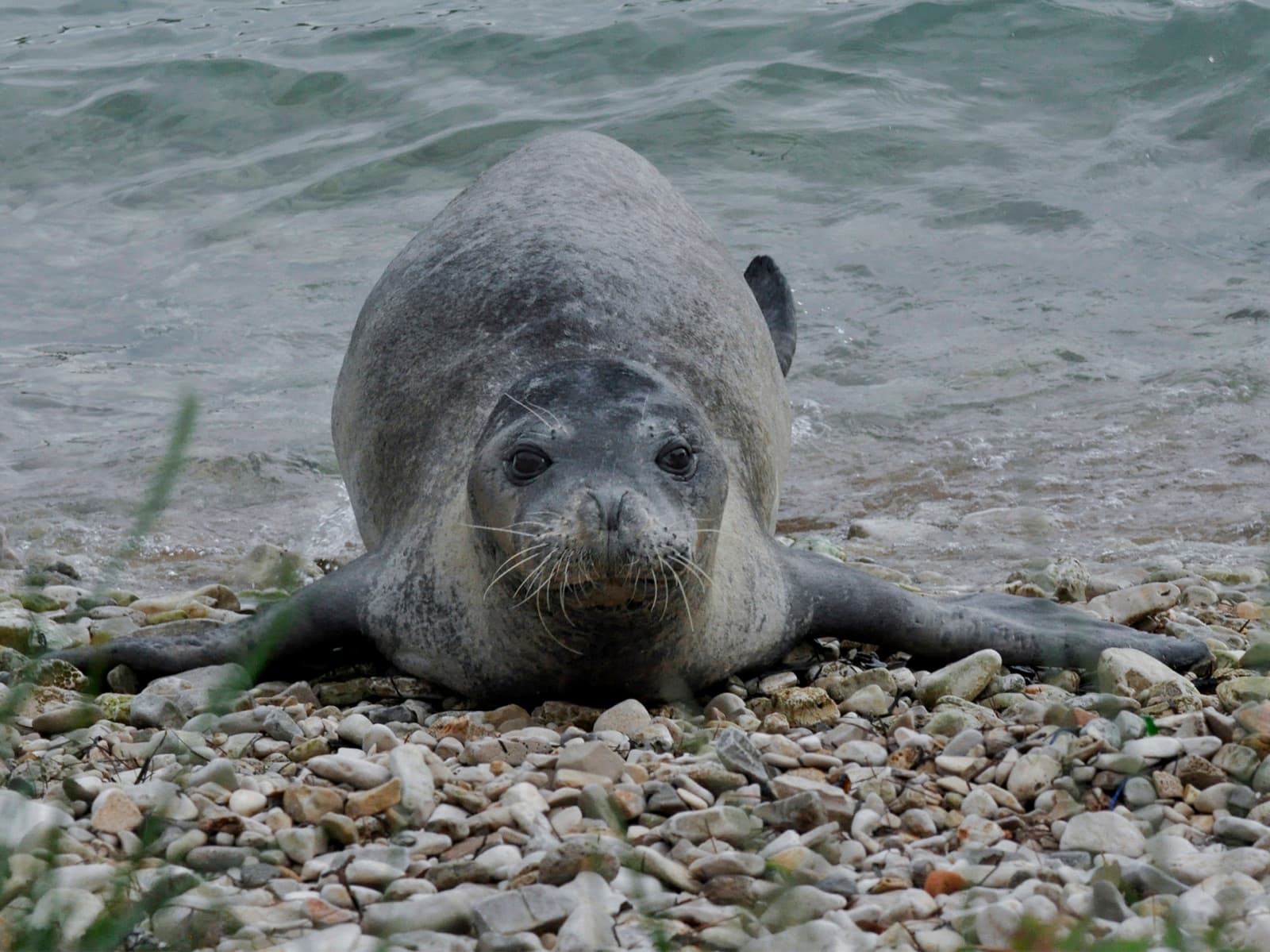 A Mediterranean monk seal resting in a sea cave