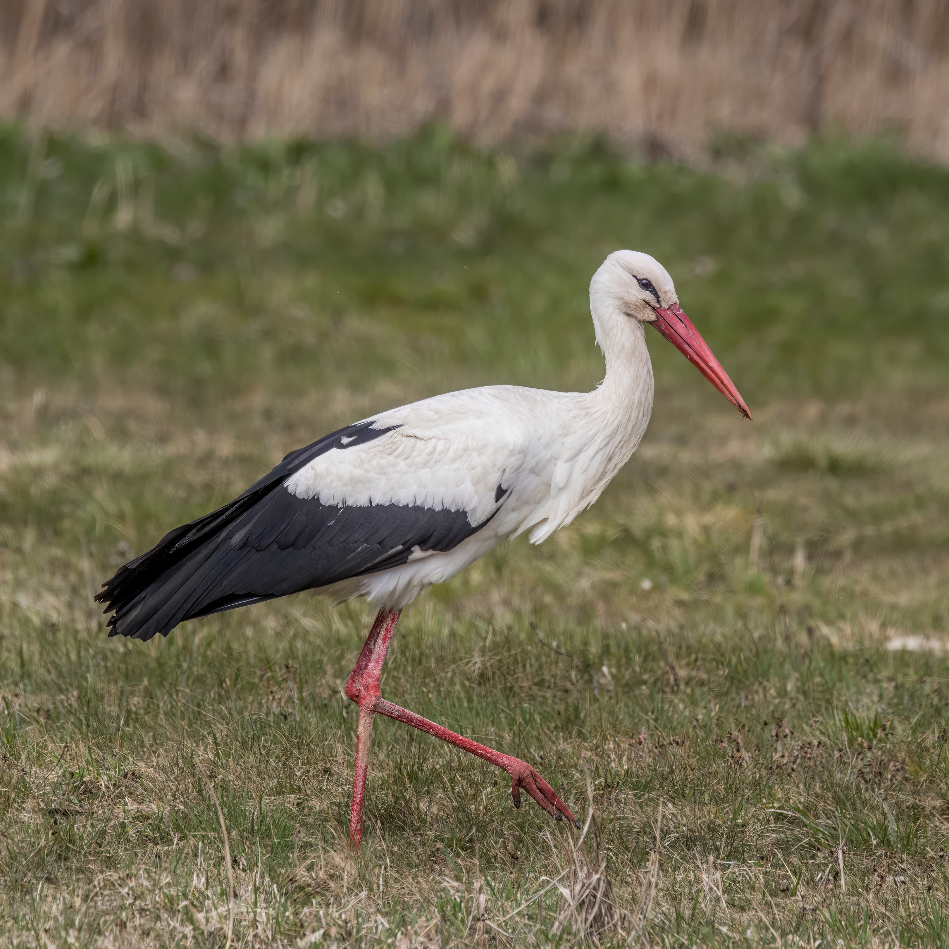 A white stork standing in its large nest on top of a chimney in a Hungarian village