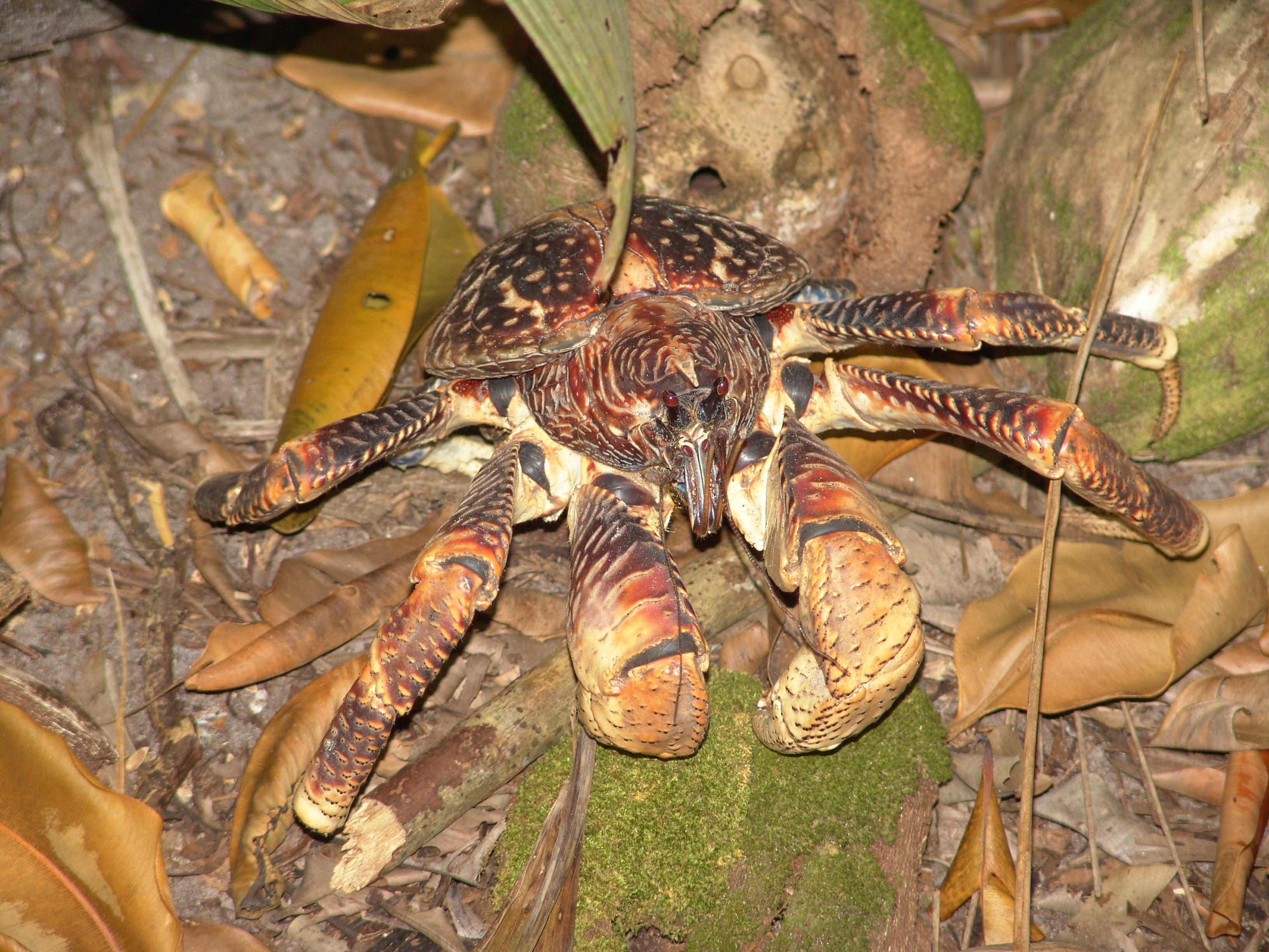 A large coconut crab with vivid blue-orange claws clinging to a palm tree trunk
