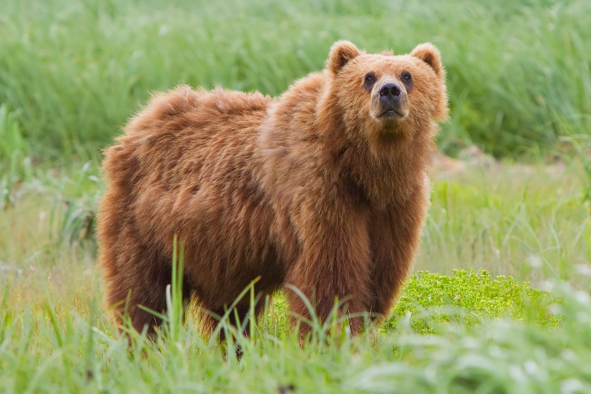 A brown bear walking through a forest in Latvia