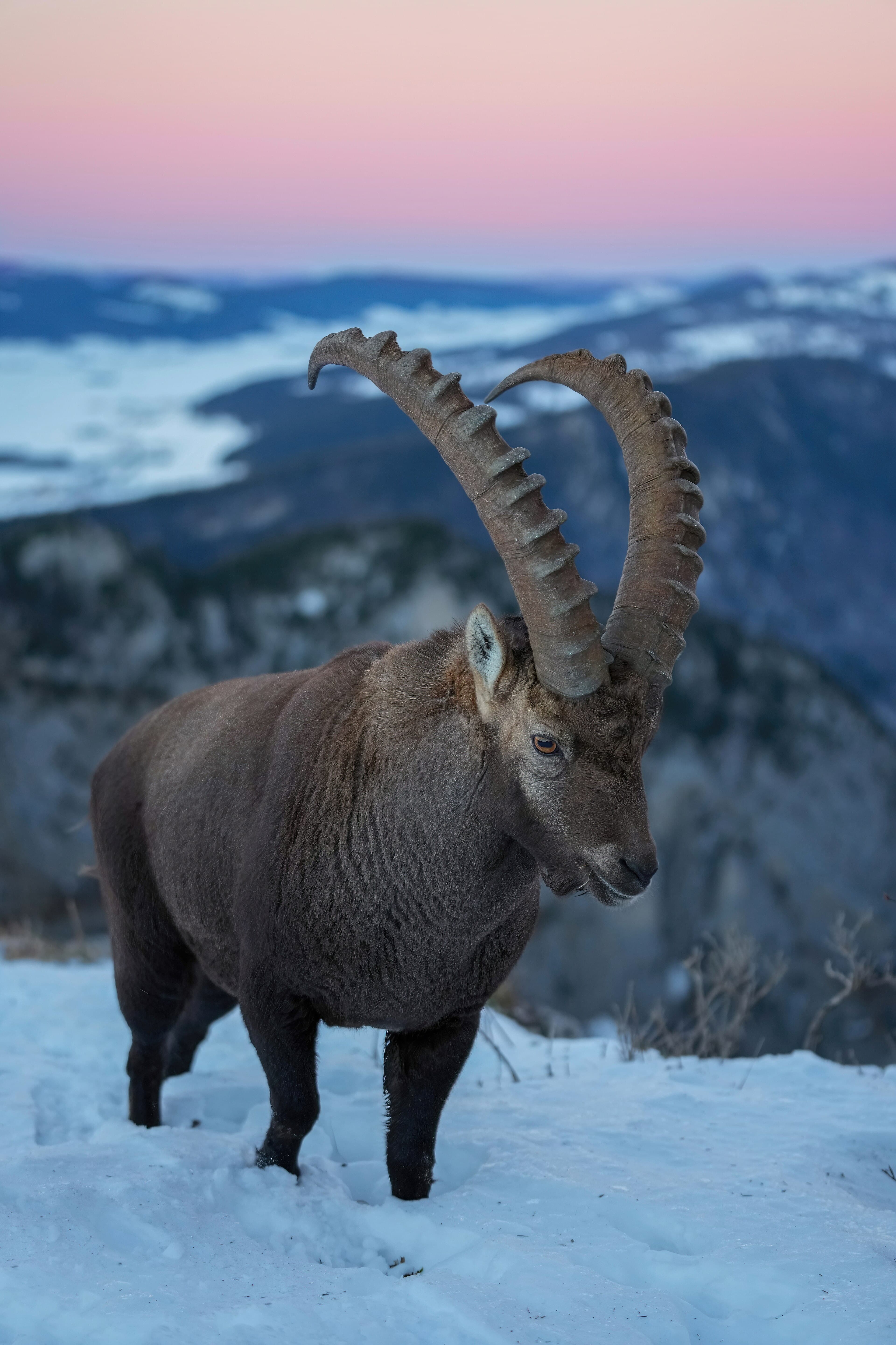 An alpine ibex standing on a rocky mountain ledge with its large curved horns