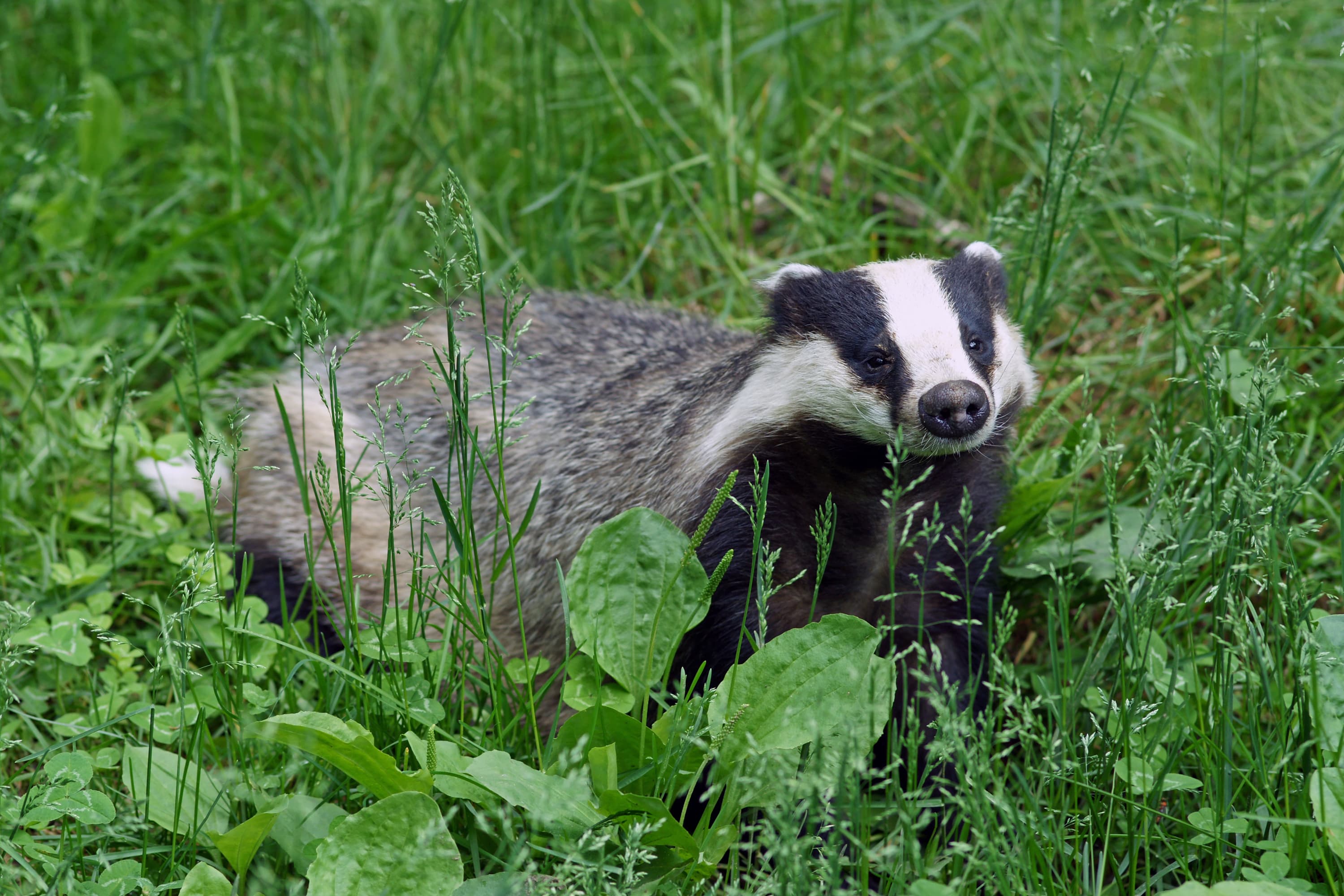 A European badger with its distinctive black and white striped face