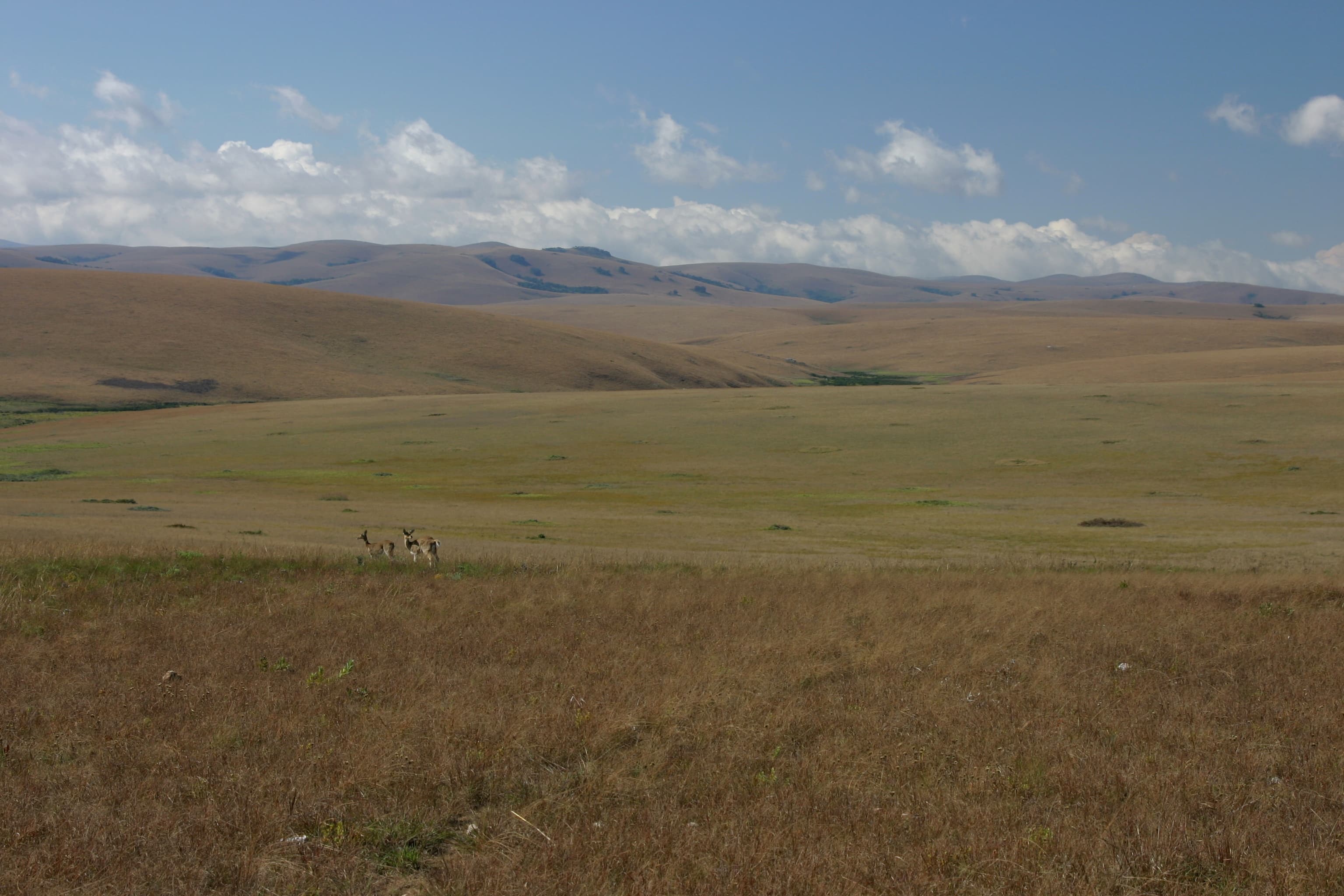 Rolling green hills of the Nyika Plateau dotted with zebra and antelope