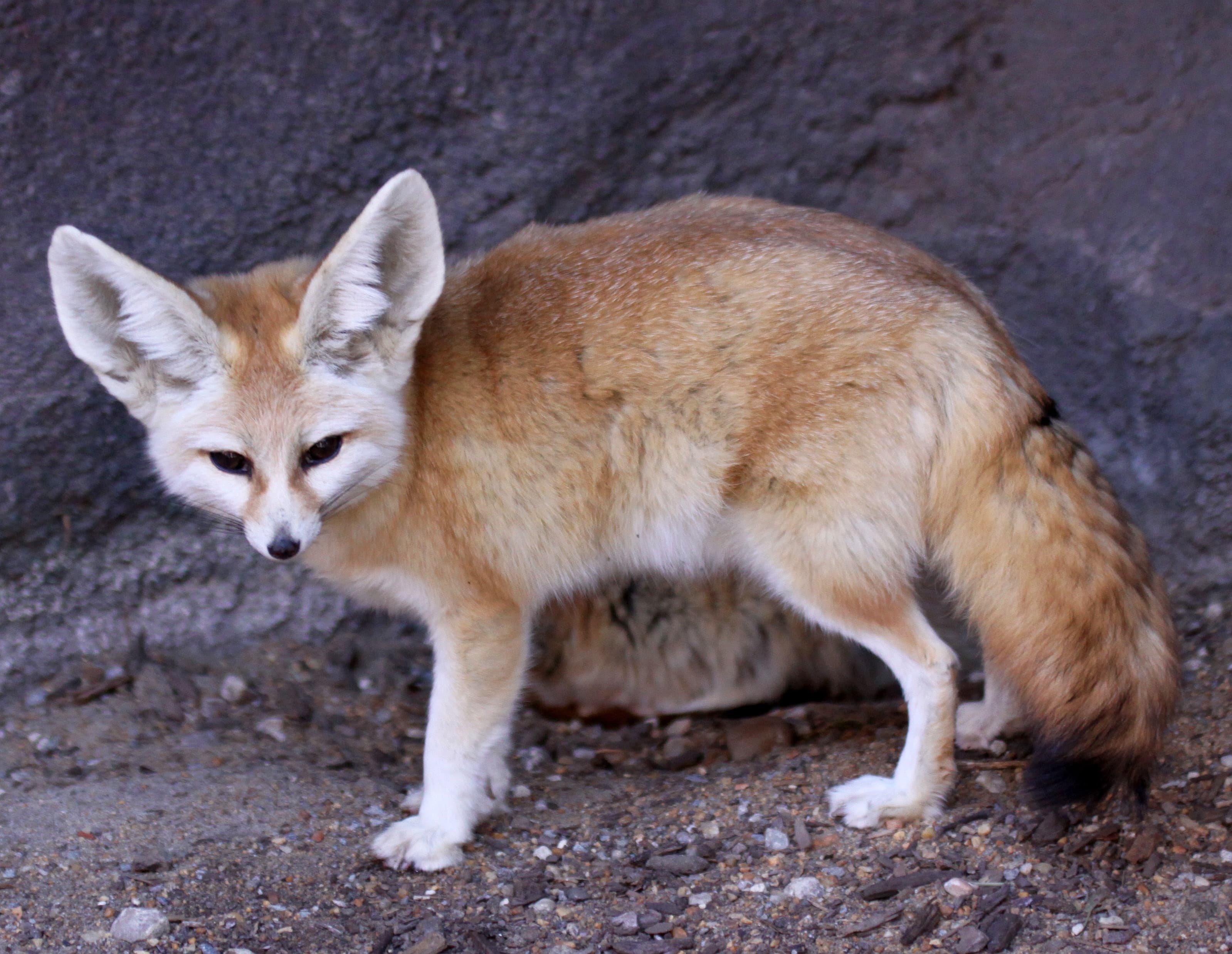 A fennec fox with enormous ears sitting on pale desert sand