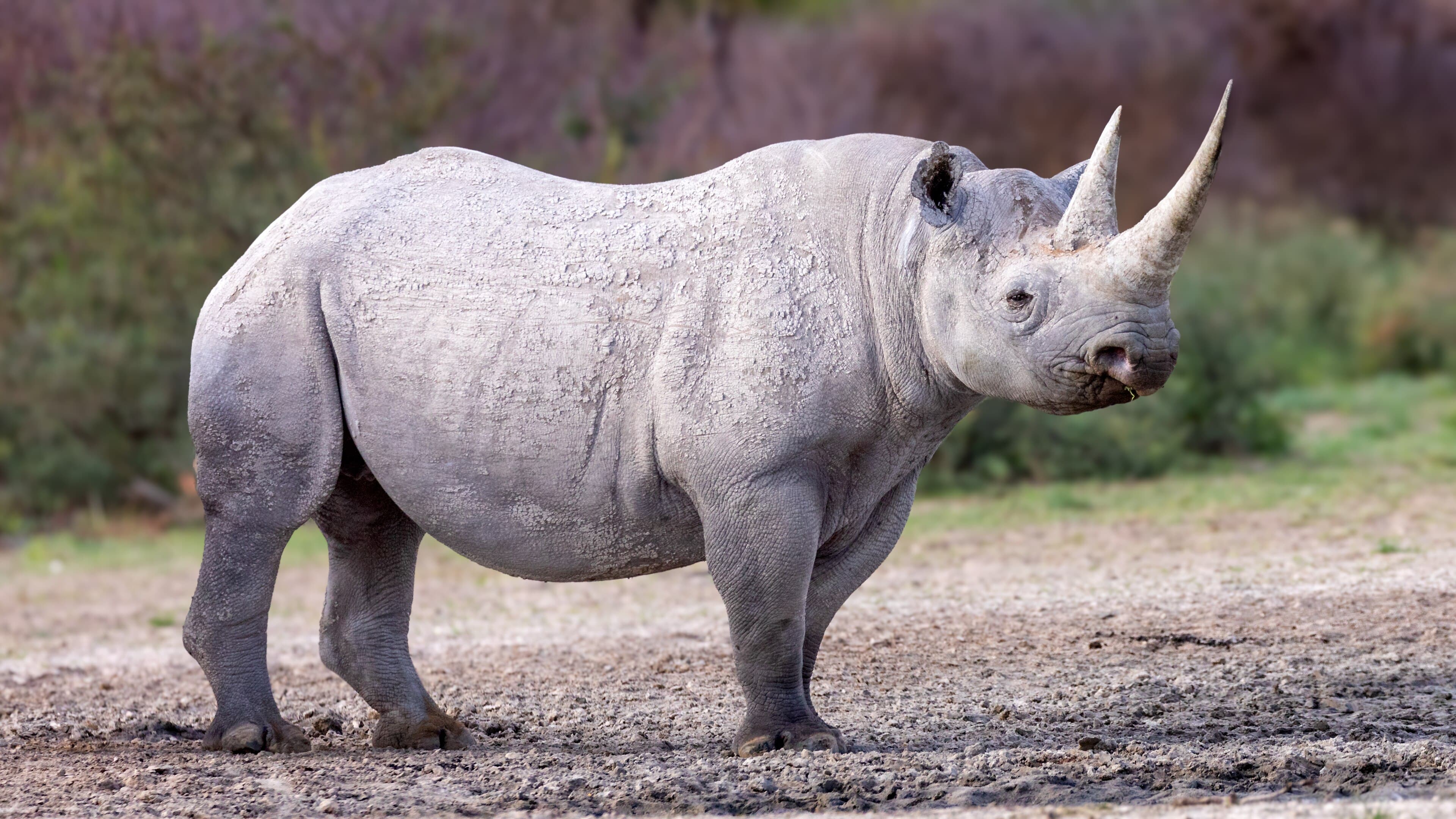 A black rhino walks across a rocky desert landscape in Namibia