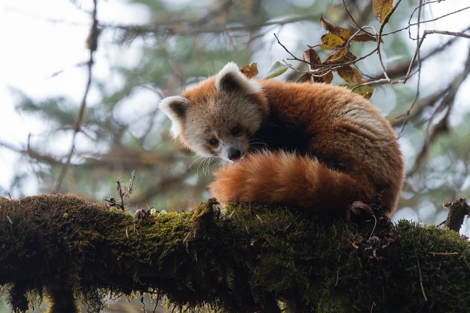 A red panda curled up on a tree branch in a misty forest