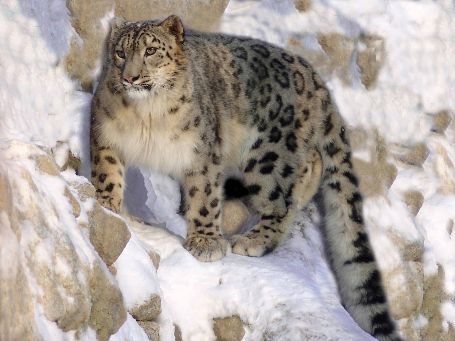 A snow leopard with thick pale fur walking across snowy rocks