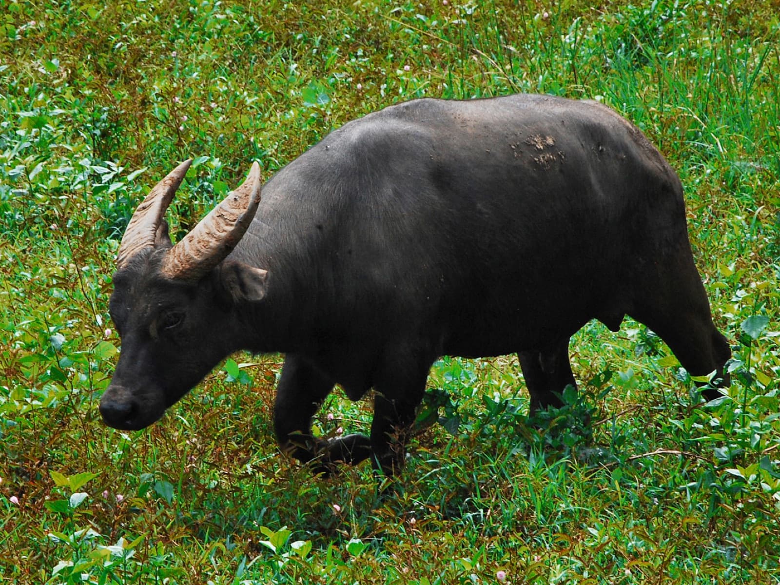 A small dark tamaraw buffalo with V-shaped horns walking through long grass