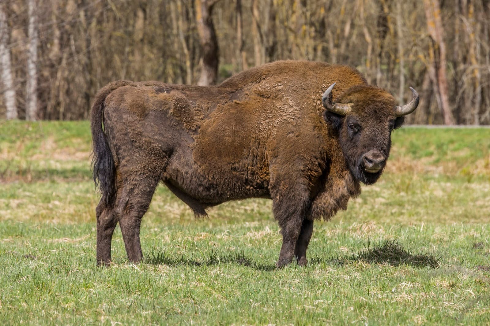 A massive European bison walking through the snowy Białowieża Forest