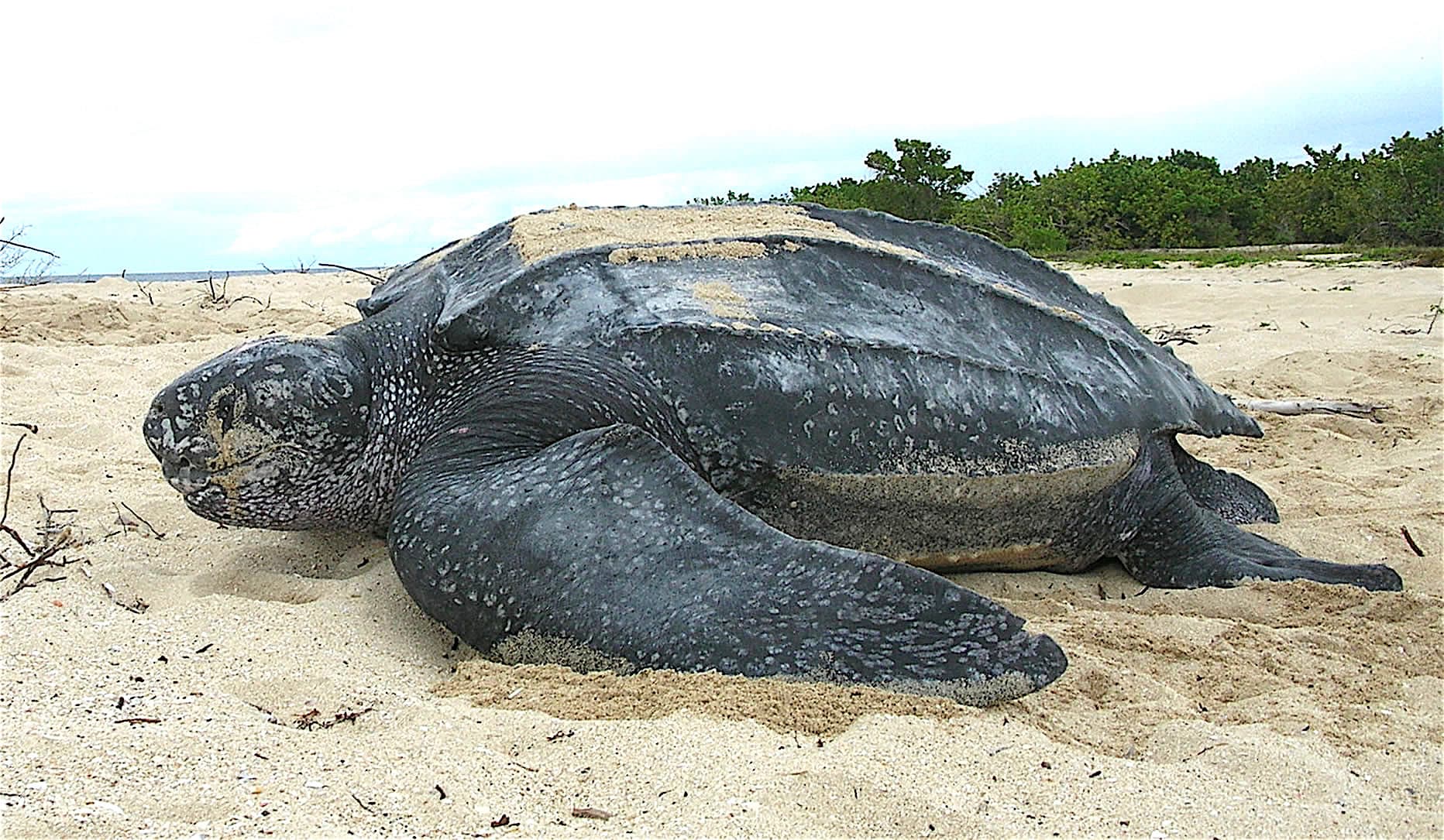 A large leatherback sea turtle with a ridged dark shell emerging from the sea onto a sandy beach