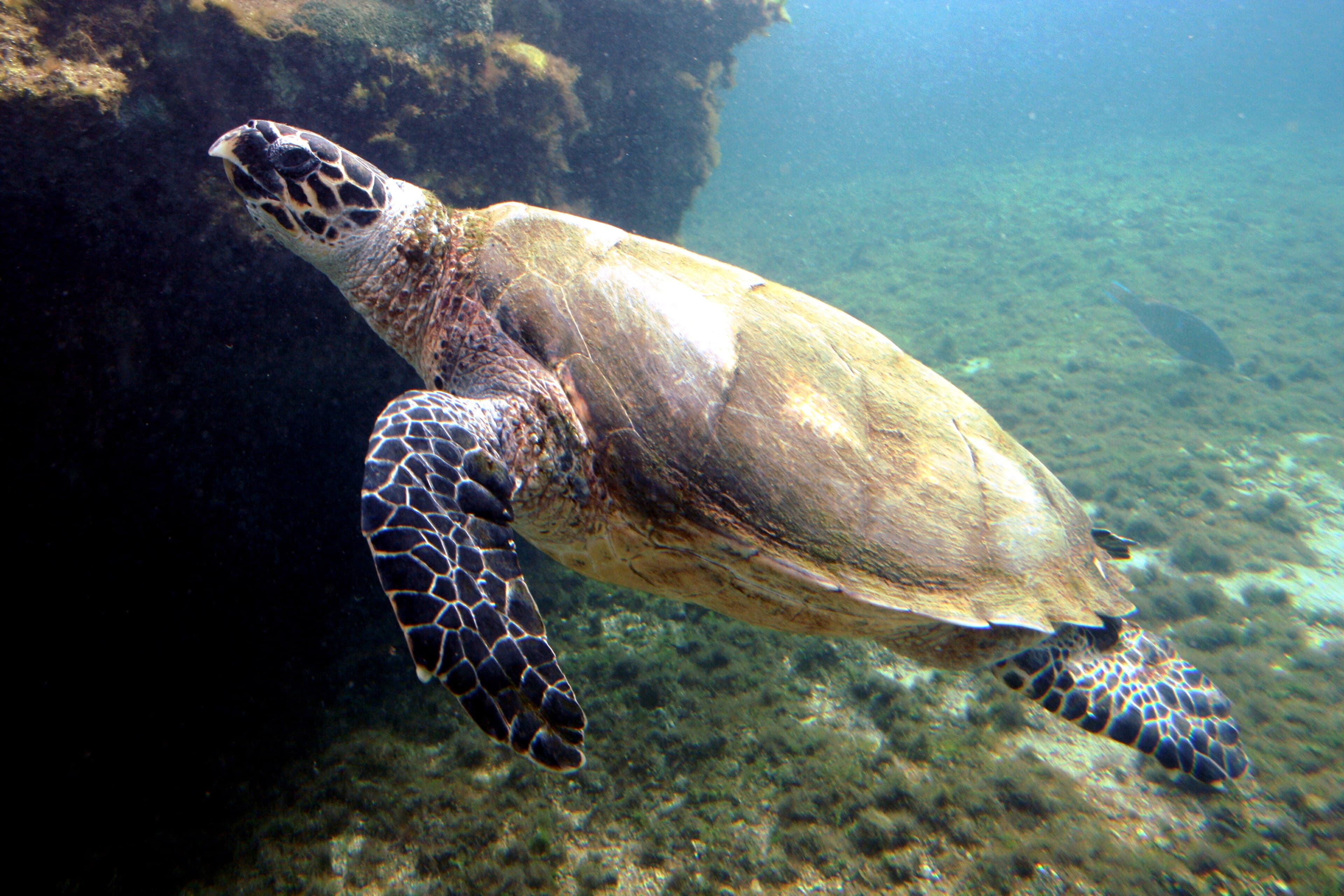 A hawksbill sea turtle gliding through clear Caribbean water