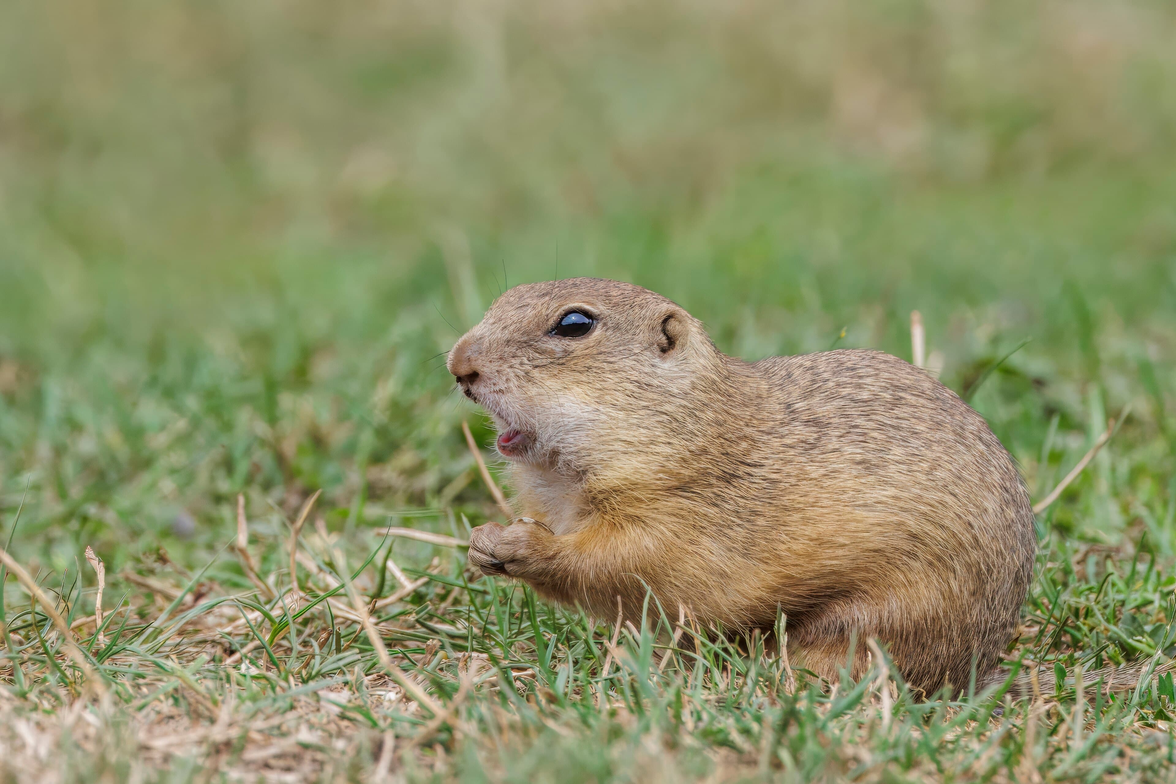 A small European souslik standing upright on grassland