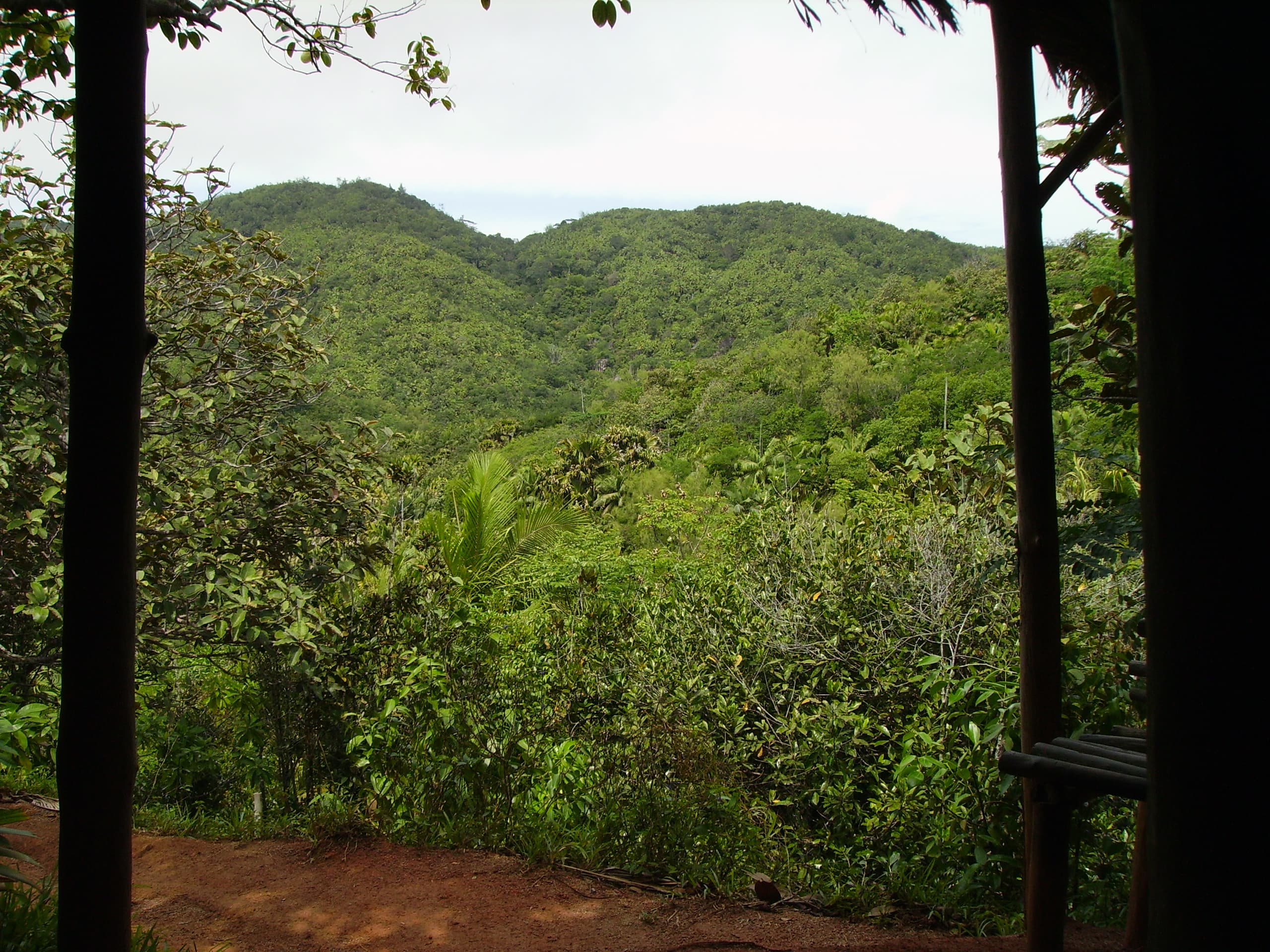 A path winding through giant palm trees in the Vallée de Mai forest on Praslin