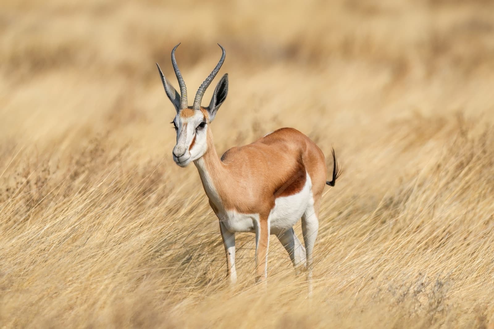 A springbok standing in tall golden grass in southern Africa