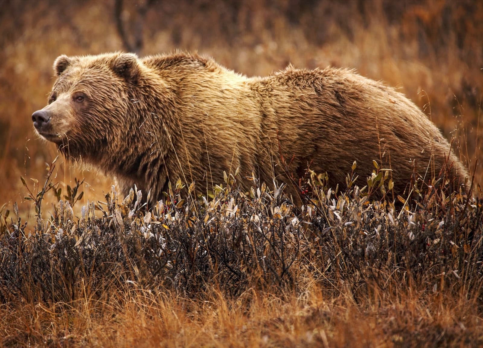 A grizzly bear walking through golden grass