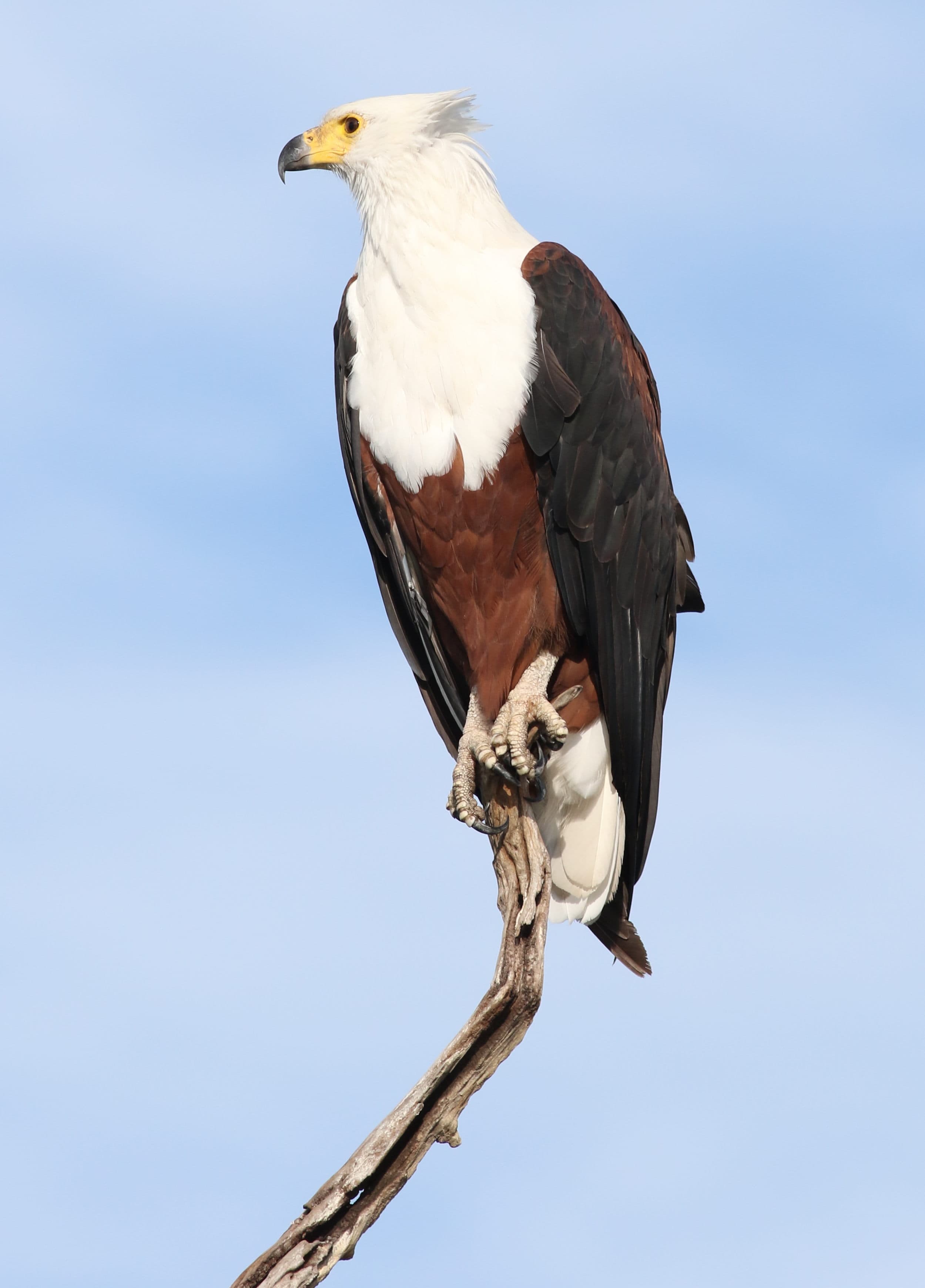An African fish eagle with white head and chocolate-brown body perched by a river