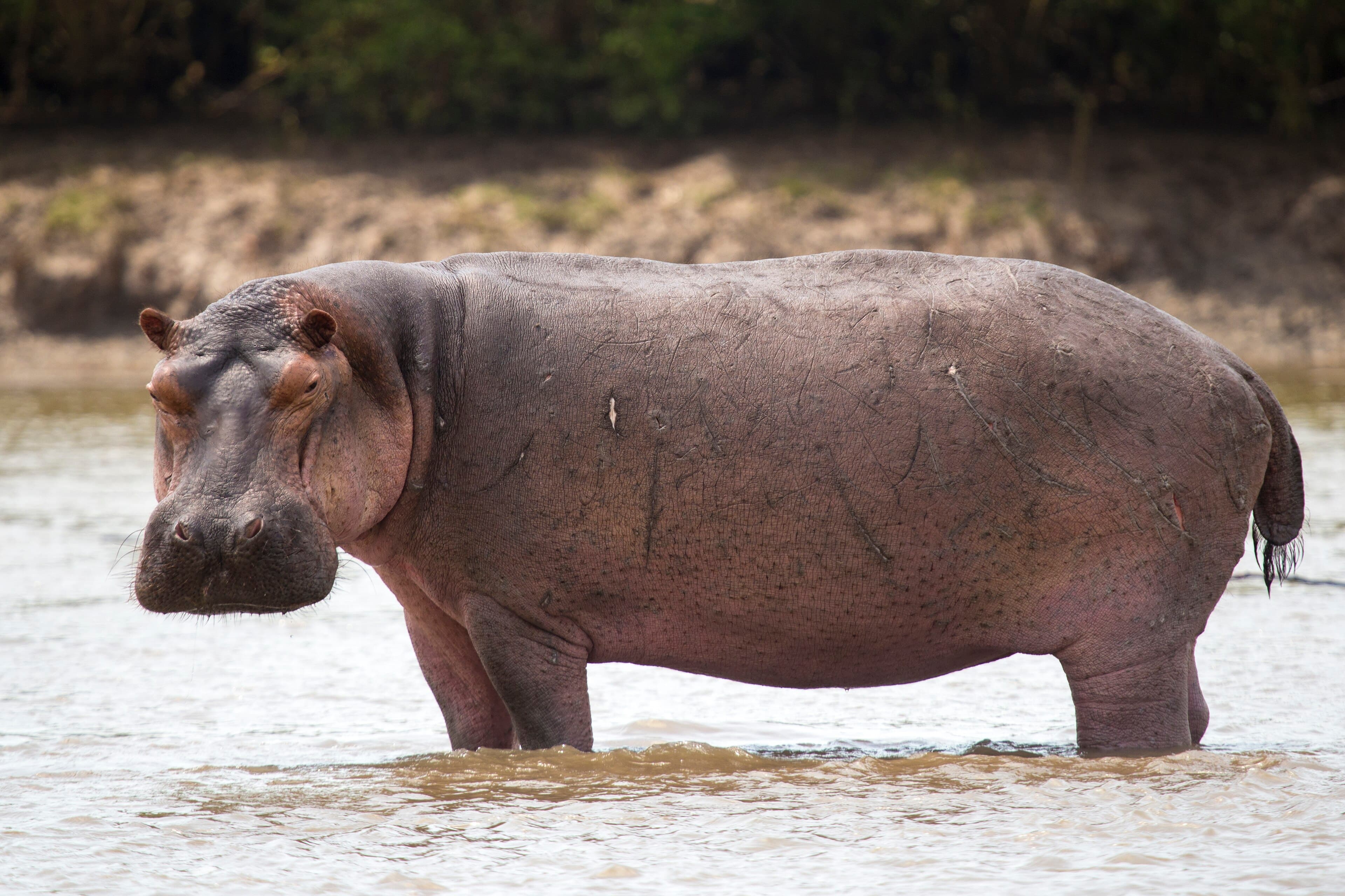 A hippopotamus surfacing in the Zambezi River with its ears flicking water