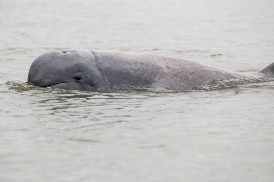 An Irrawaddy dolphin surfacing from a river with a rounded head