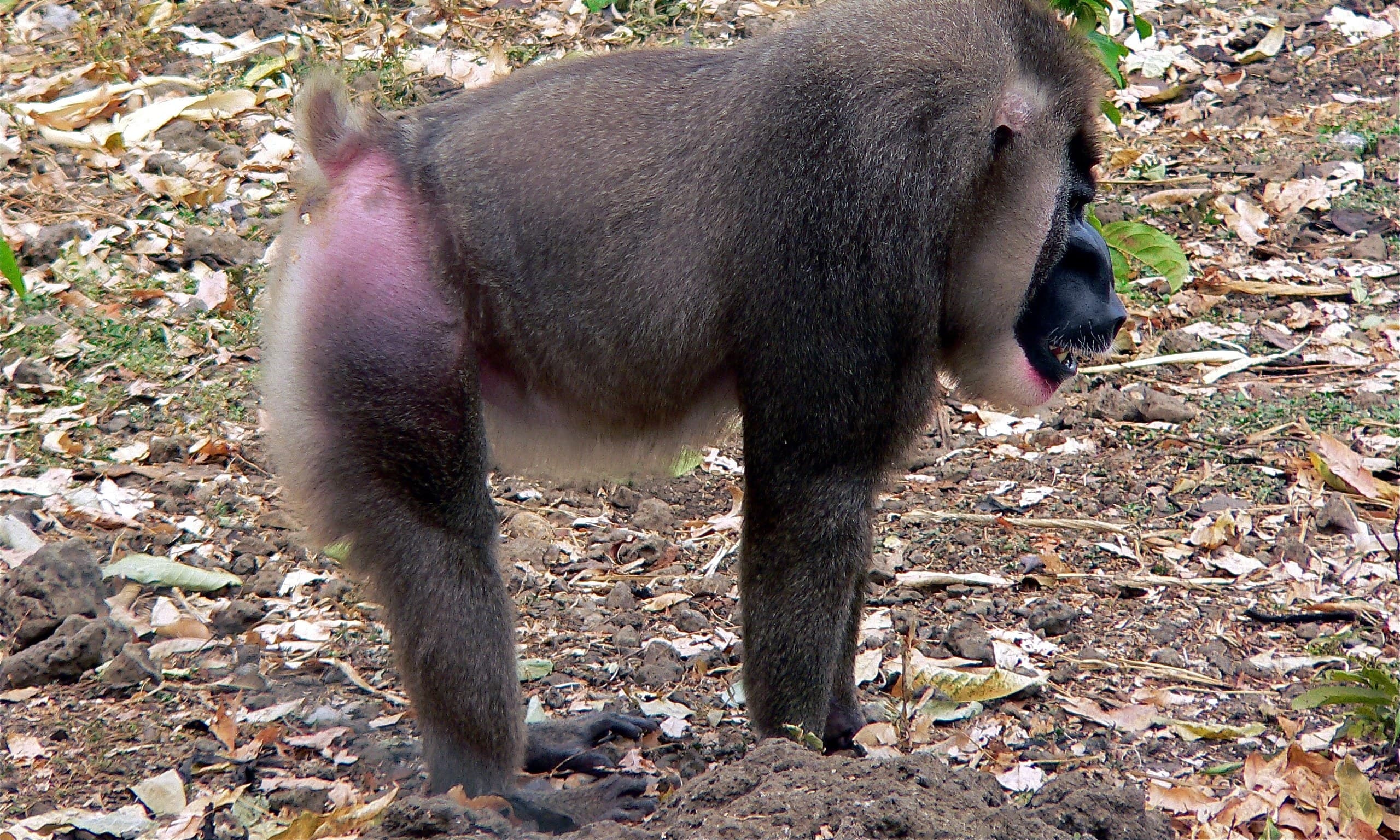 A drill monkey with a colourful red and blue face sitting in forest undergrowth