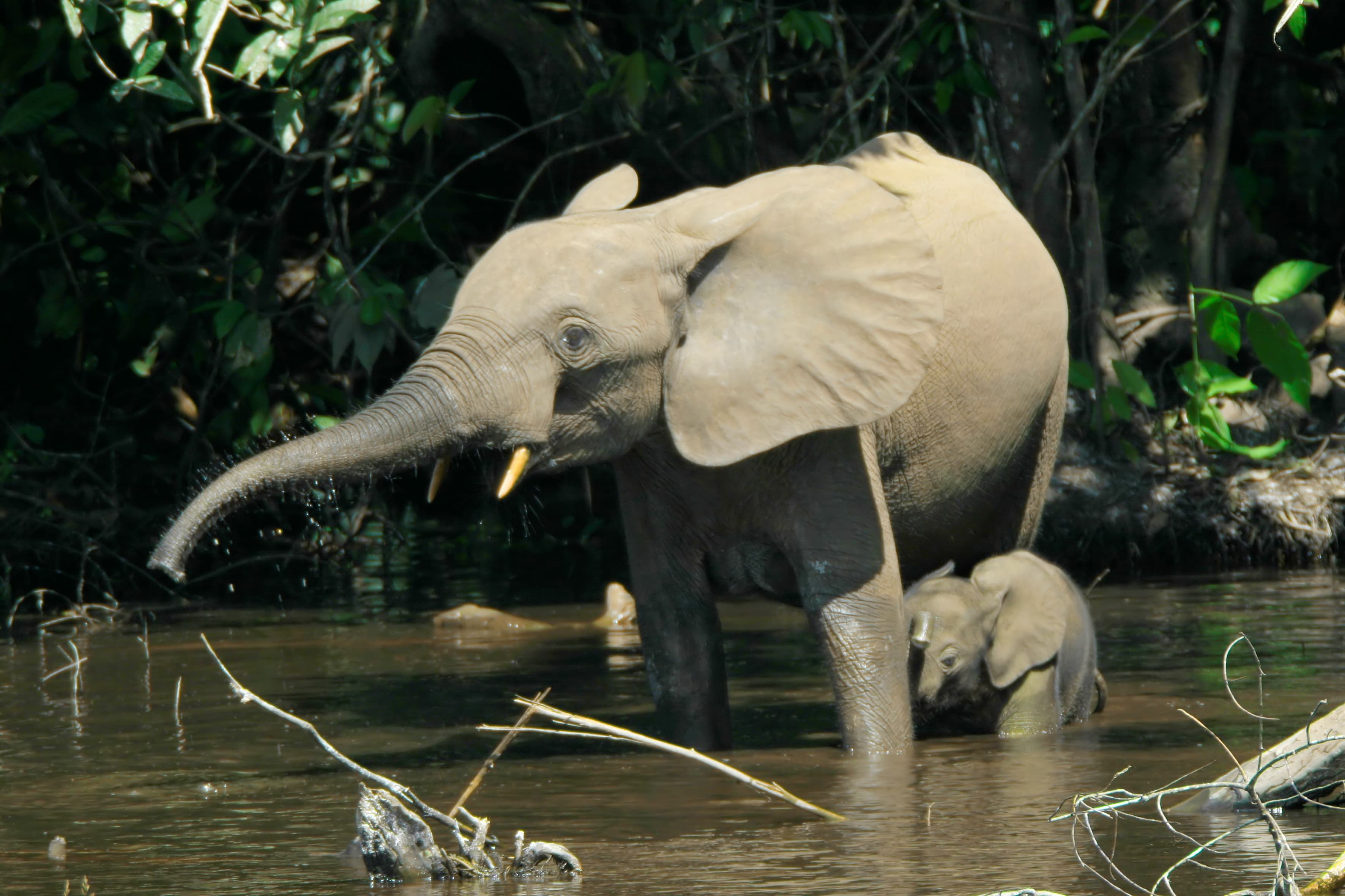 An African forest elephant moving through dense green rainforest