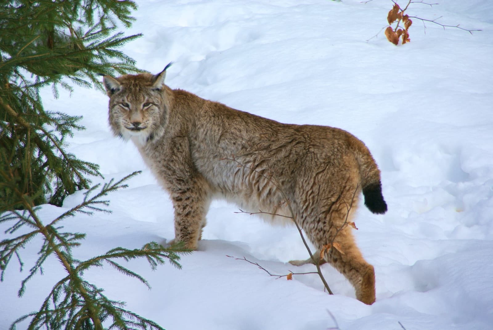 A spotted Eurasian lynx with tufted ears in a snowy forest