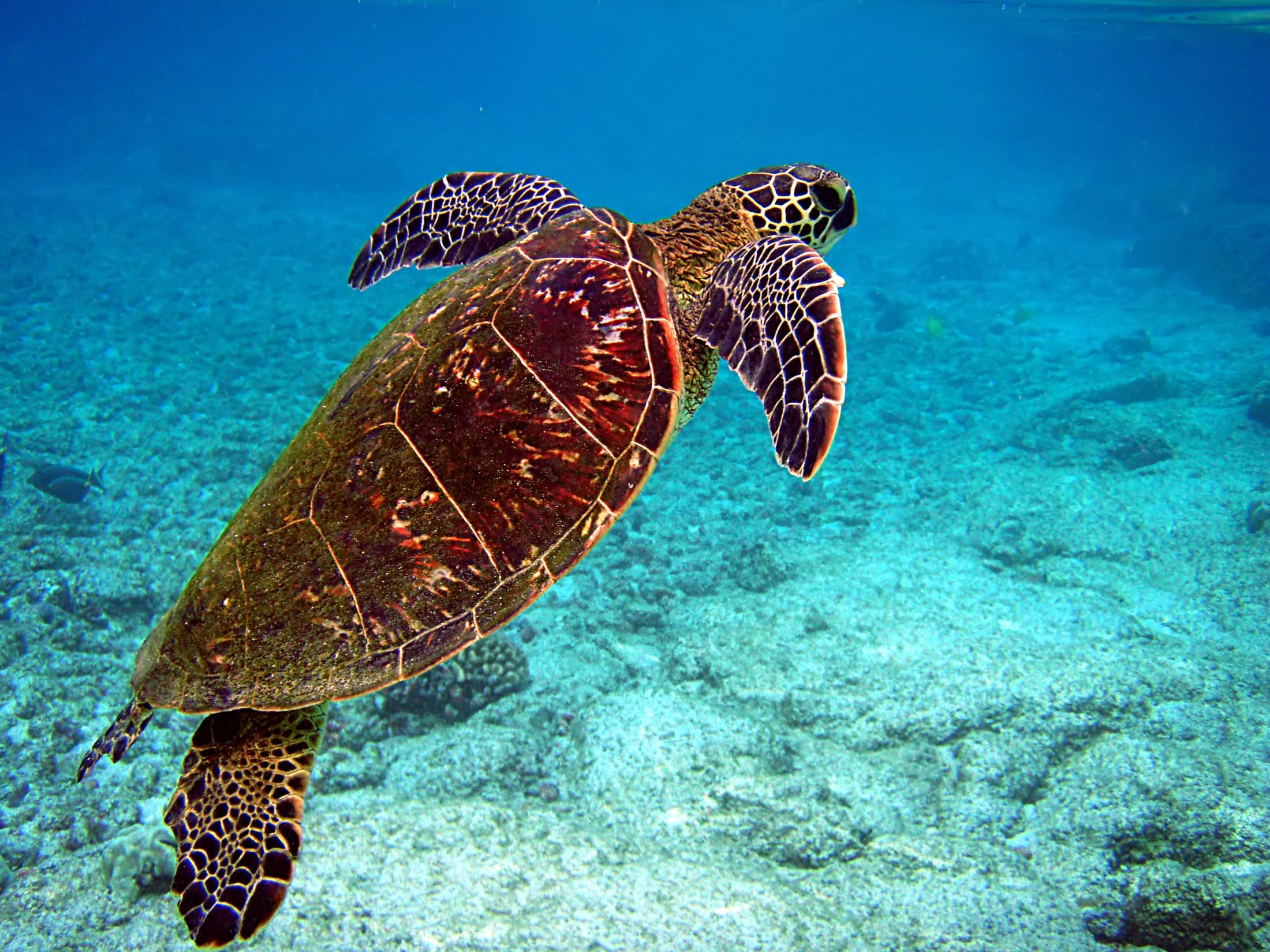An olive ridley sea turtle making her way across a sandy beach at night