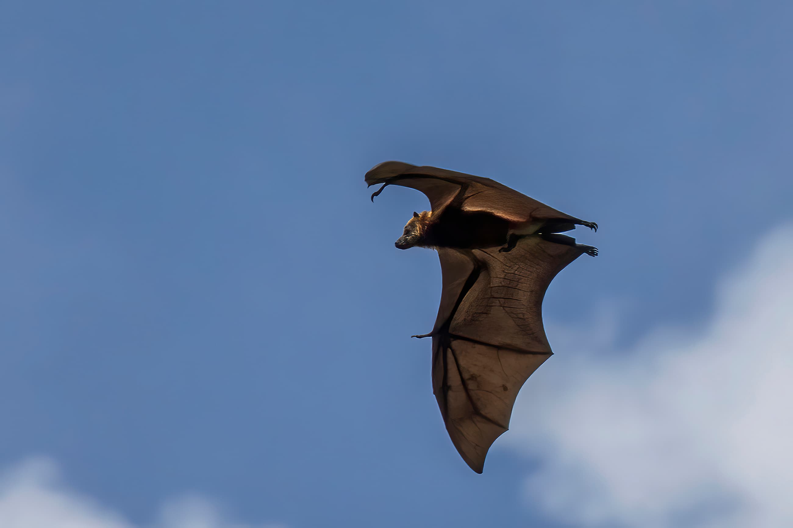 A Mauritian flying fox hanging upside down in a tree, wings wrapped around its body