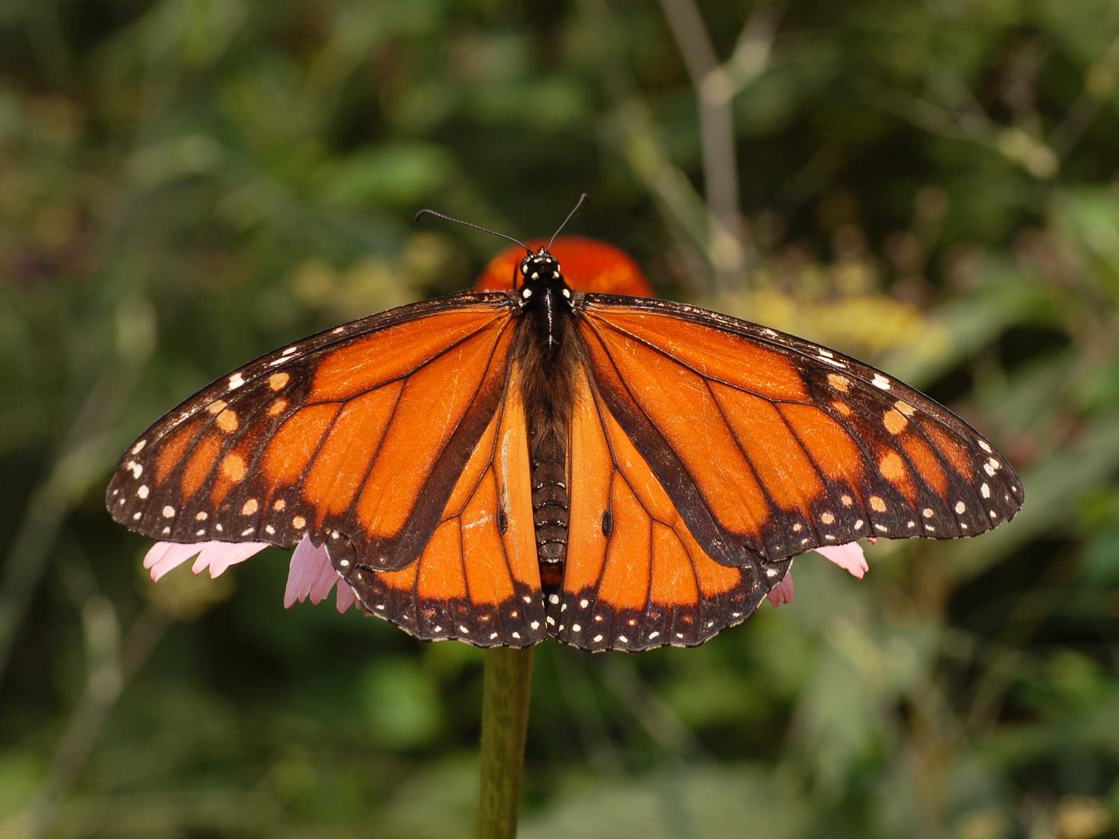 A monarch butterfly with bright orange and black wings open on a flower