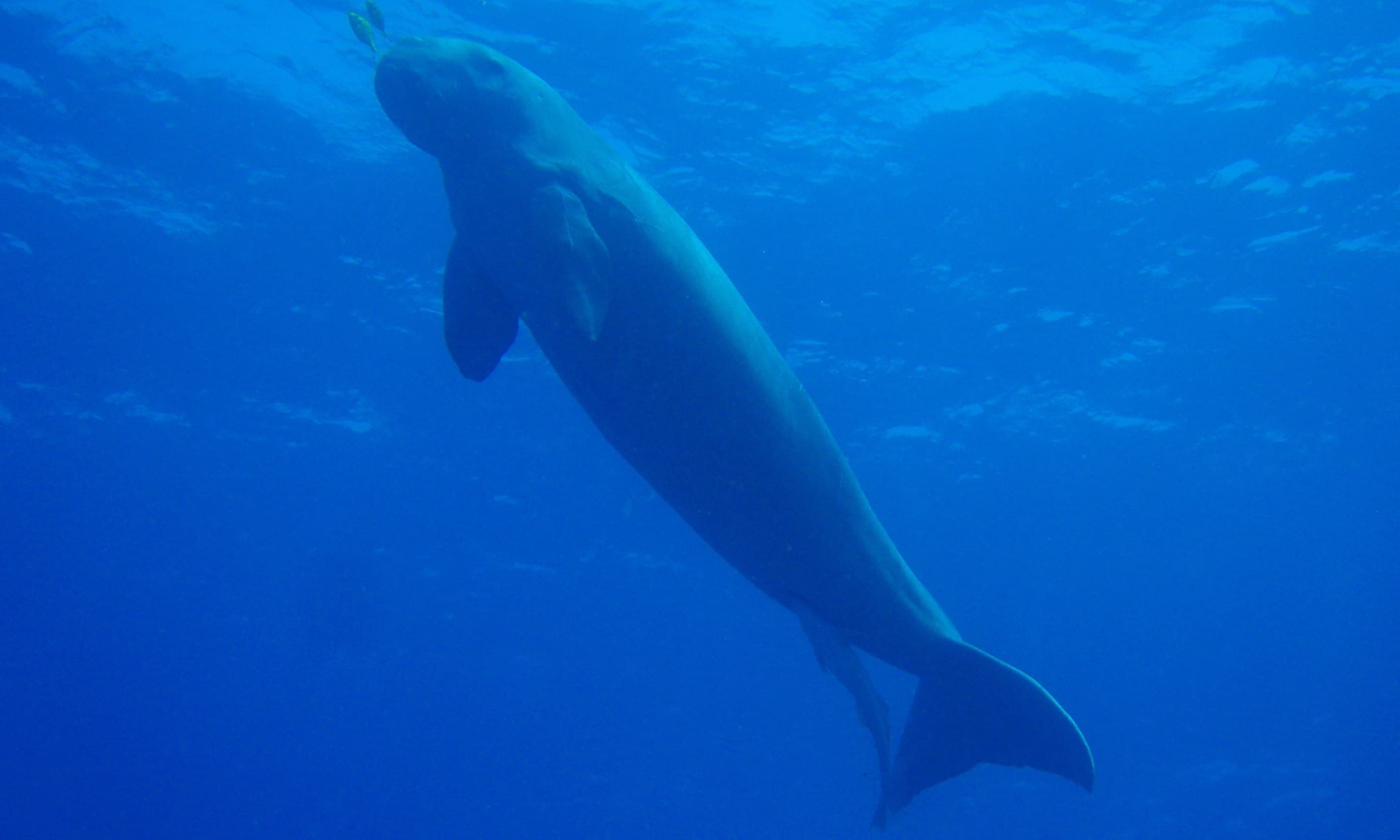 A dugong gliding gracefully through shallow turquoise water