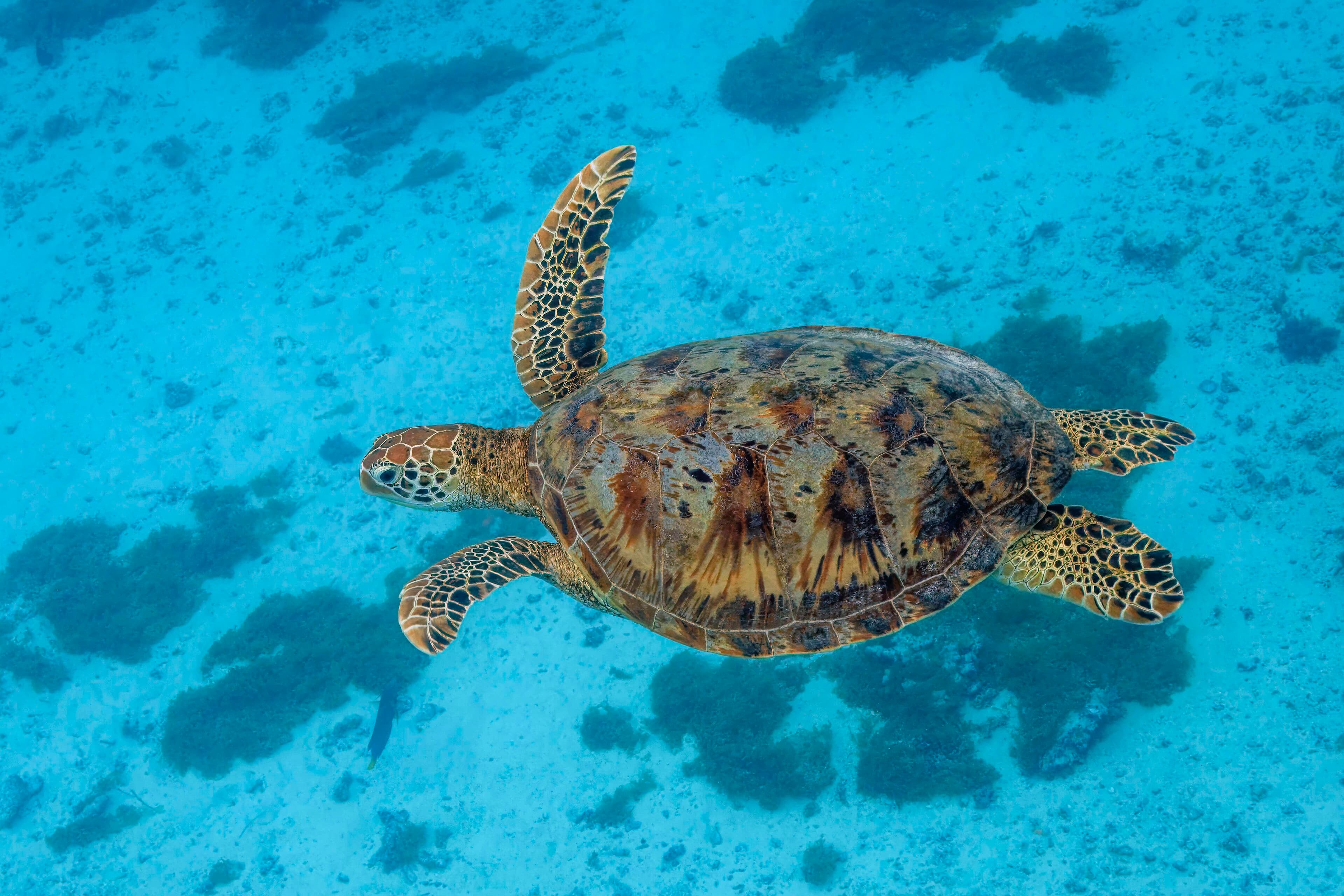 A green sea turtle gliding over a colourful coral reef in clear blue water