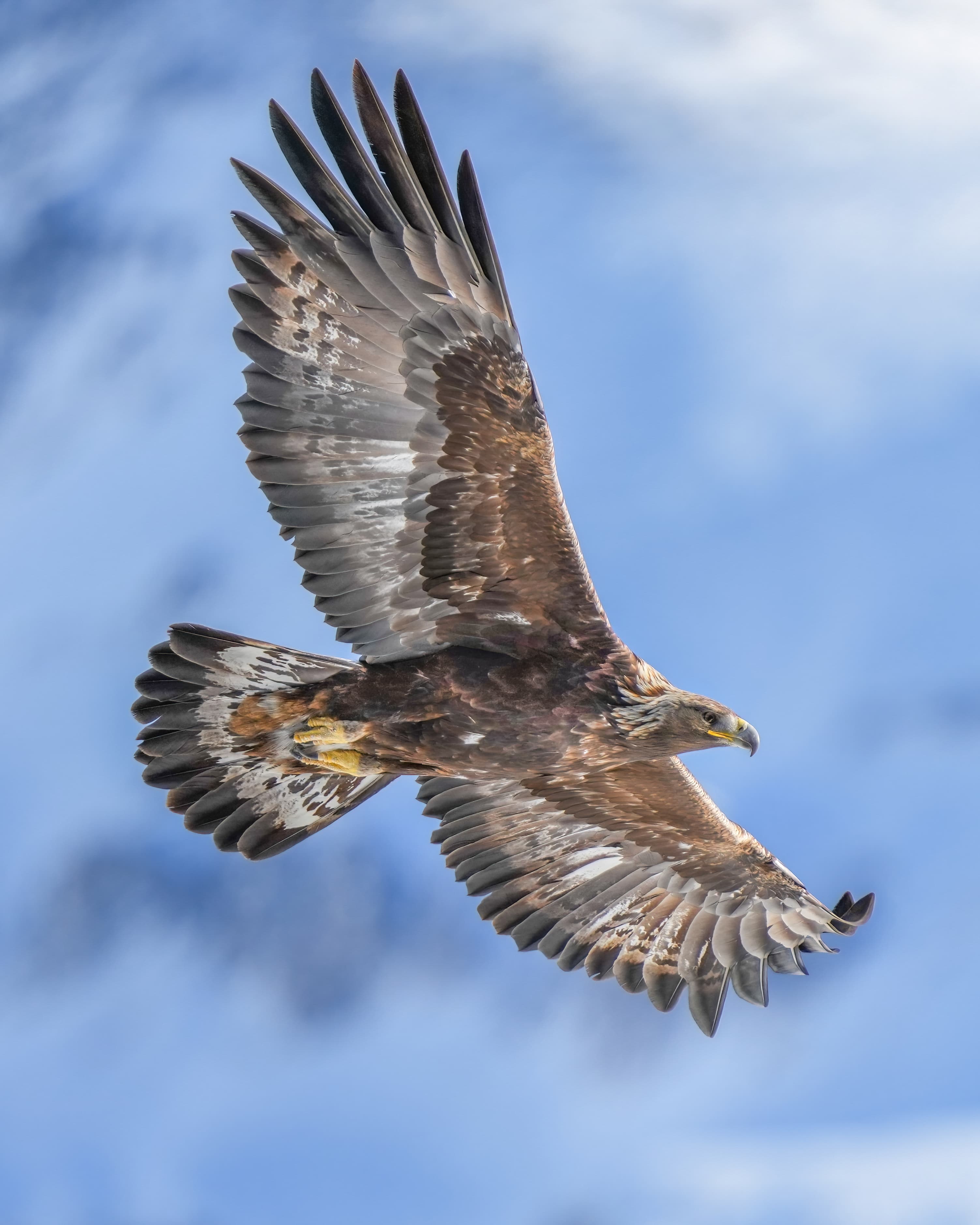 A golden eagle soaring on outstretched wings against a cloudy sky