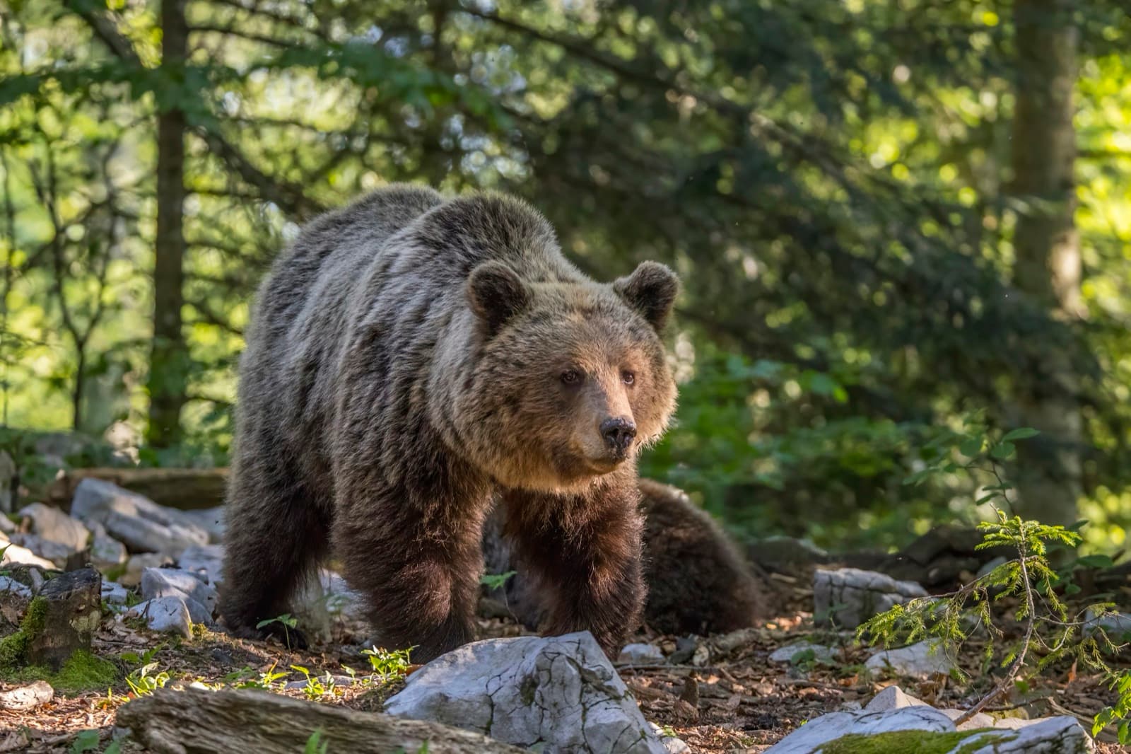 A brown bear walking through a sunlit European forest