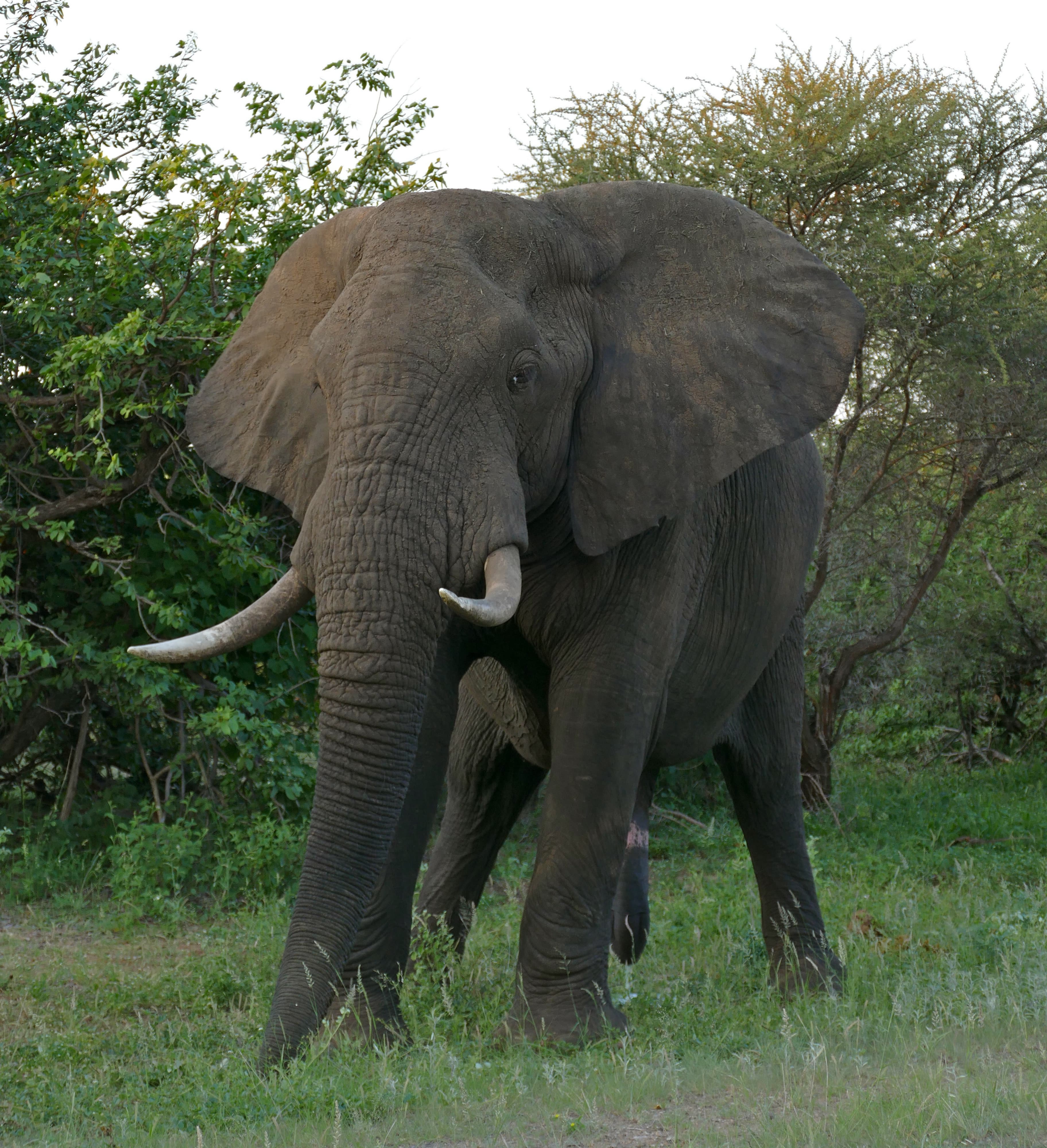 A family of African elephants walking through Queen Elizabeth National Park, Uganda